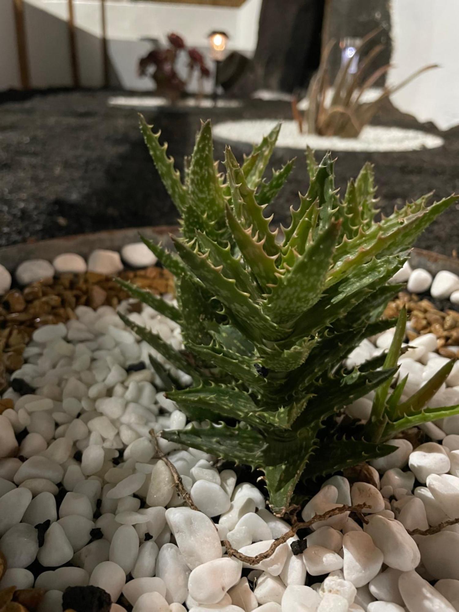 San Bartolomé Estudio Olivina מראה חיצוני תמונה